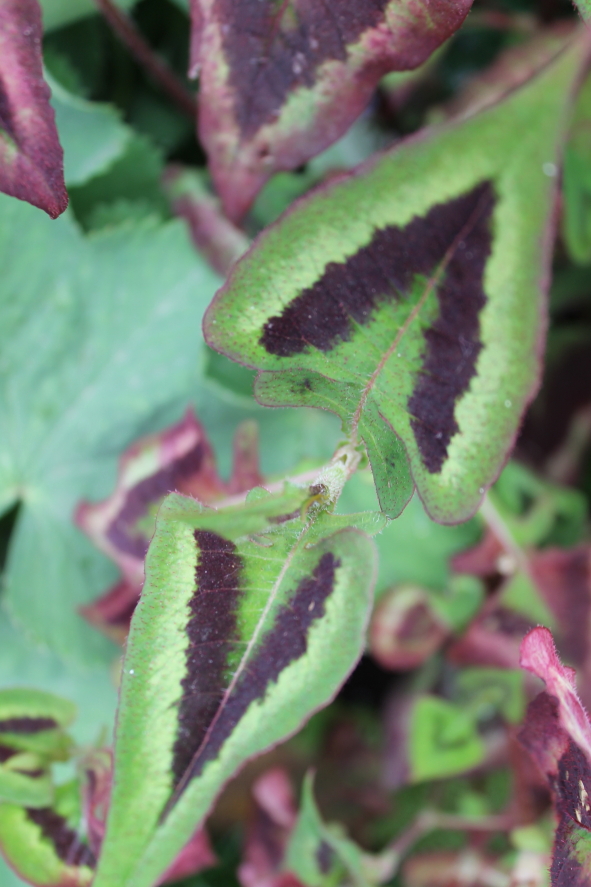 Persicaria 'Purple Fantasy'.JPG