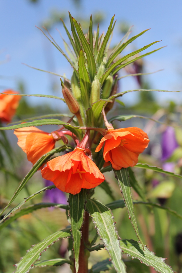 Oenothera 'Sunset Boulevard'.JPG