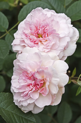 Rosa 'Rosemoor’.jpg