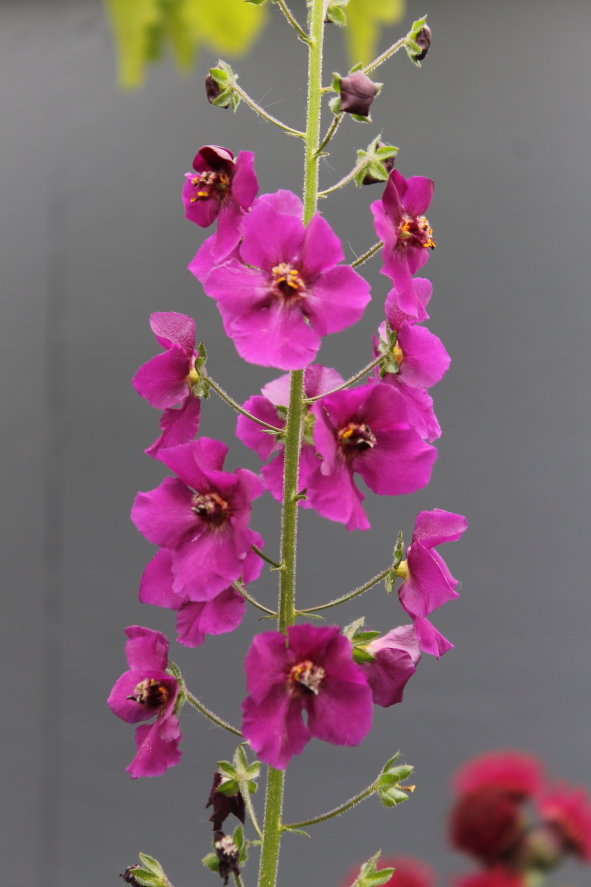 Verbascum phoeniceum 'Violetta'.JPG