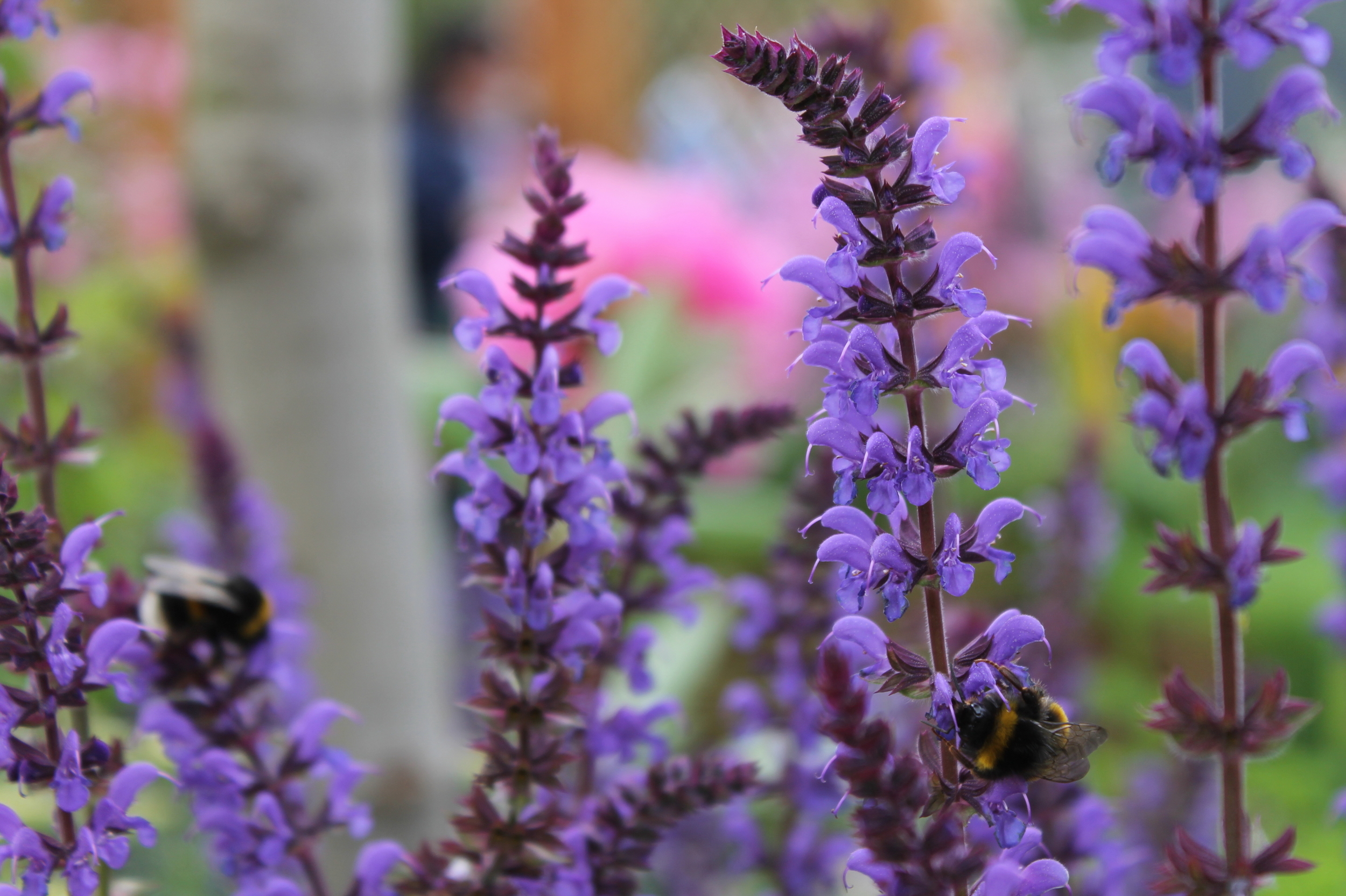 Salvia nemorosa 'Negrita'.JPG