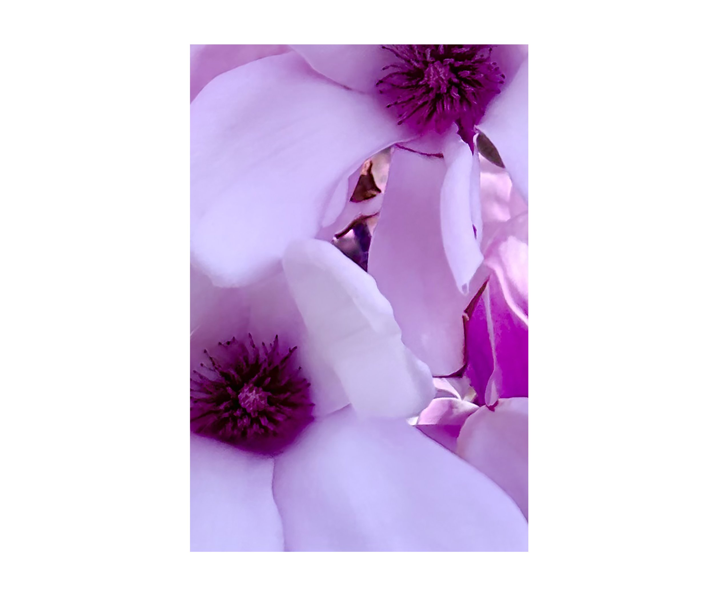 First Blush-Lavender, digital photograph