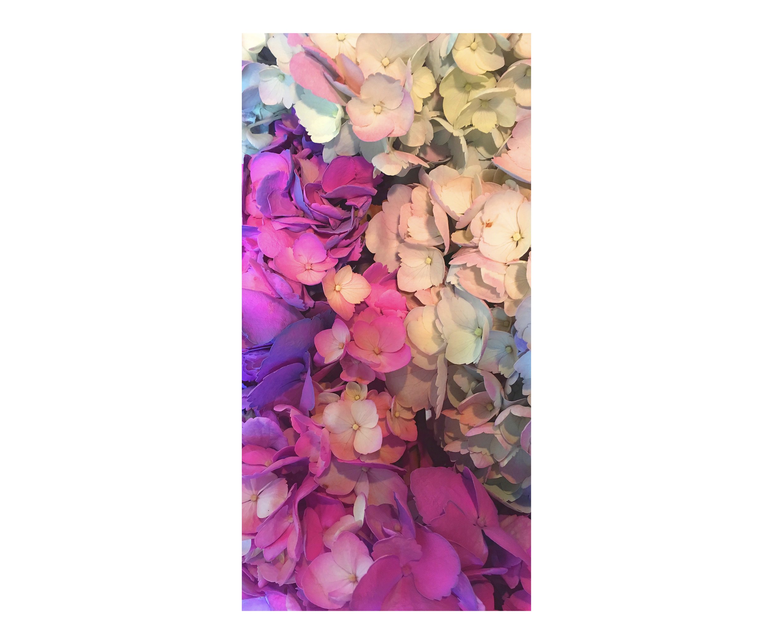 Hydrangeas - June 2nd, digital photograph