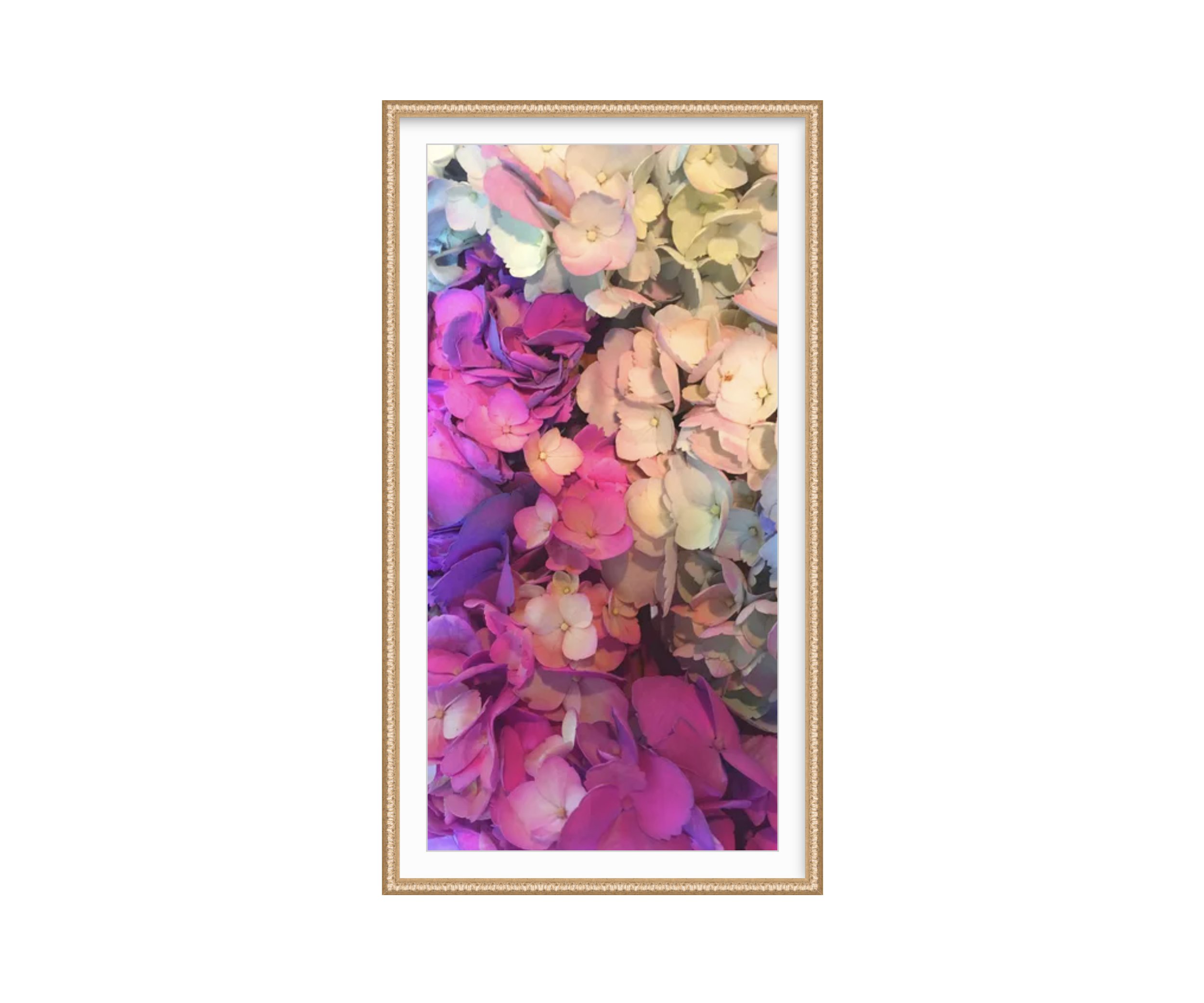Hydrangeas - June 2nd, framed