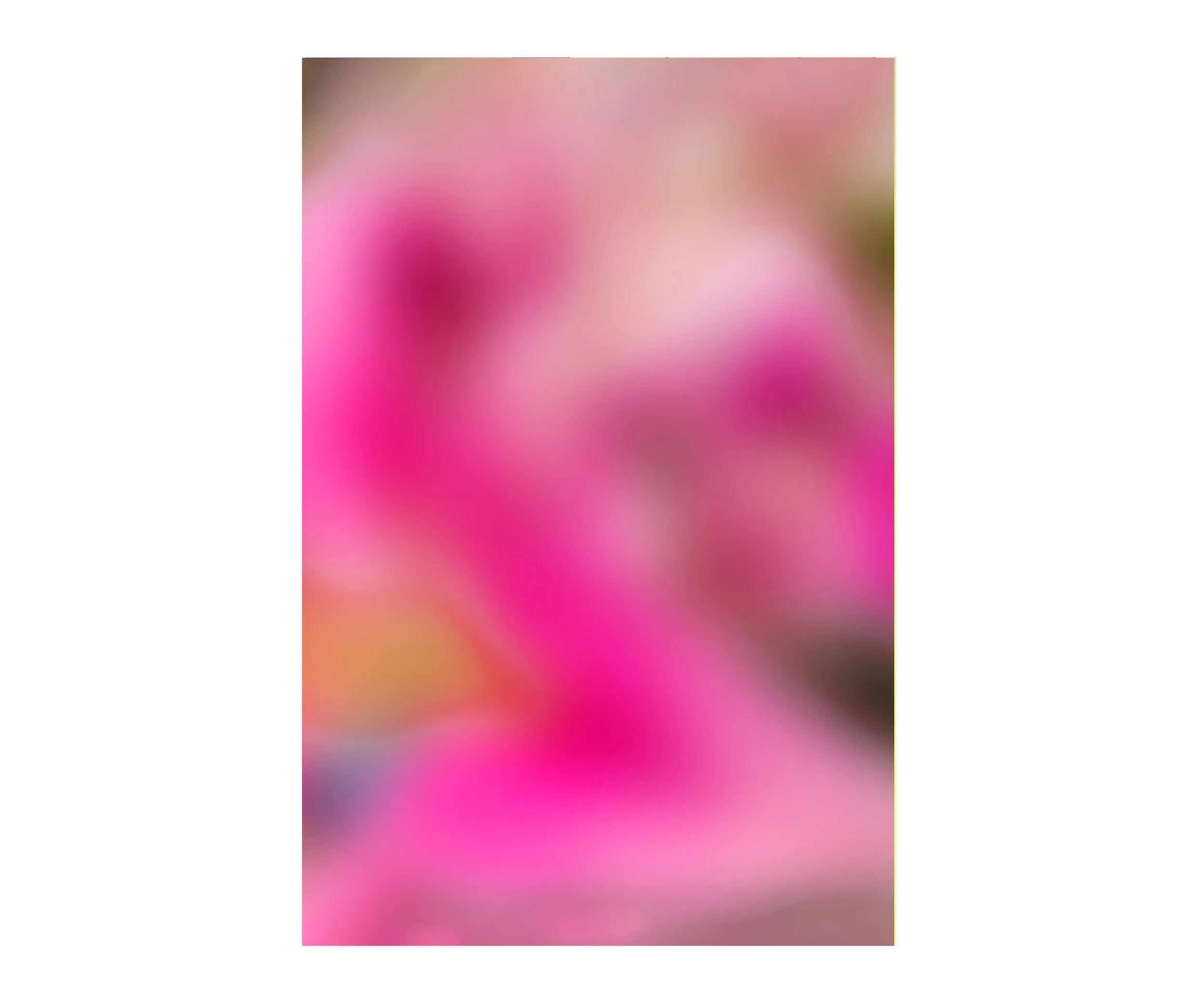 Stargazer Lilly, digital photograph