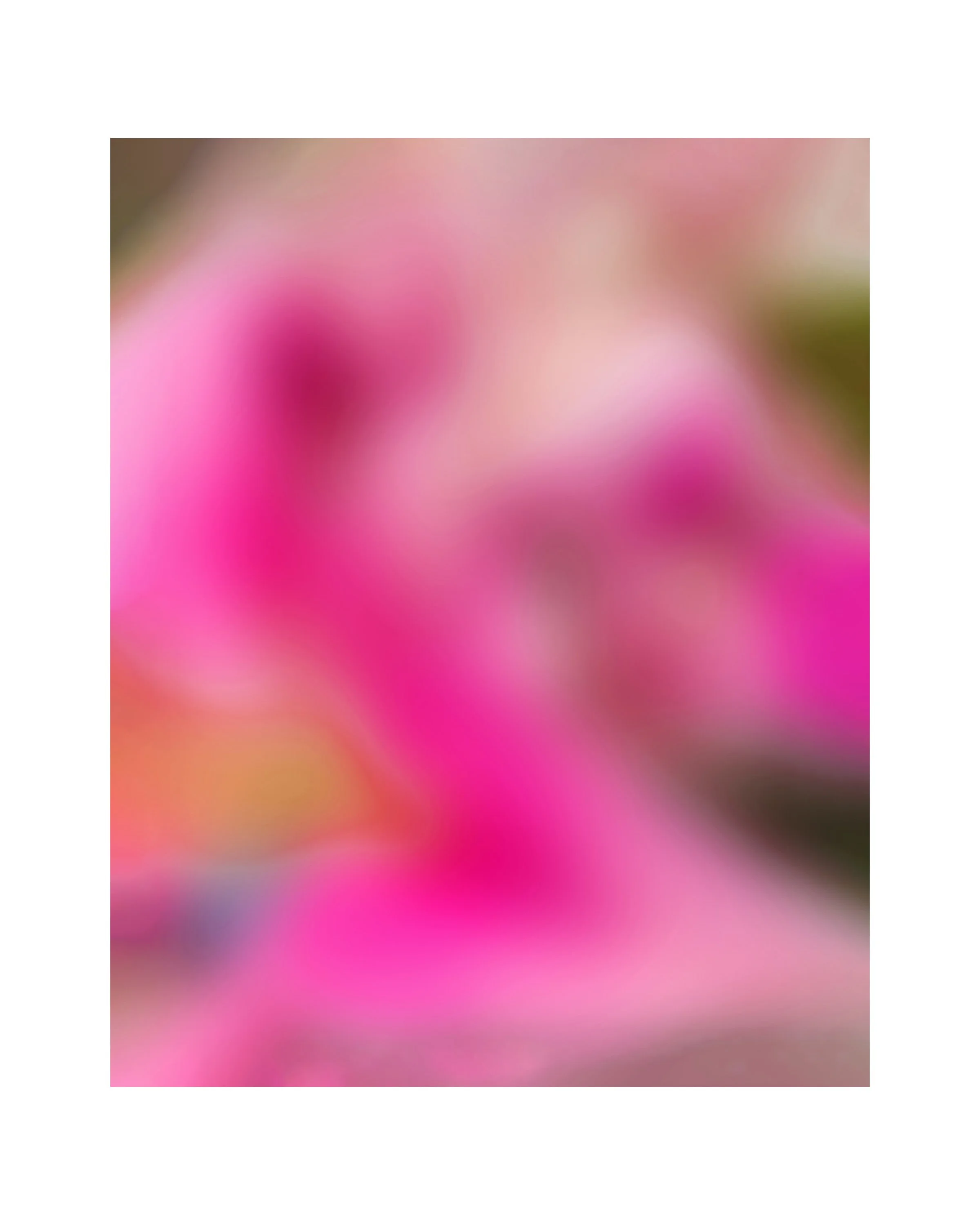 Stargazer Lily 16x20 digital art photo-Ceil Diskin 2024