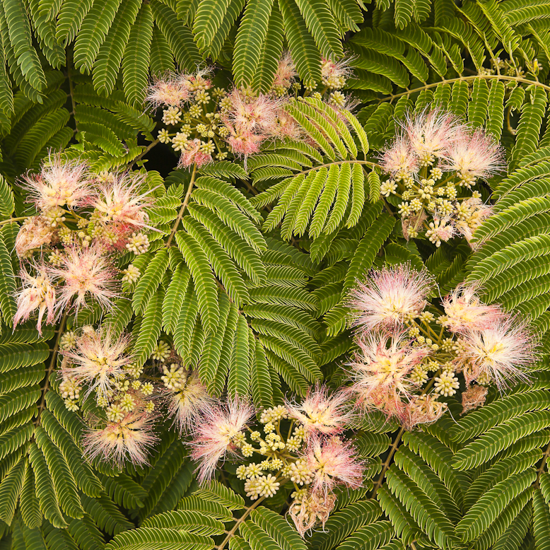 100113_blenheim_nz_085.jpg