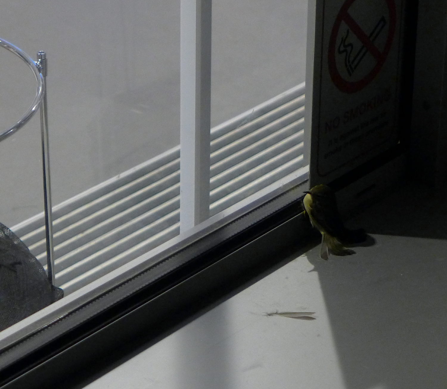 Bird