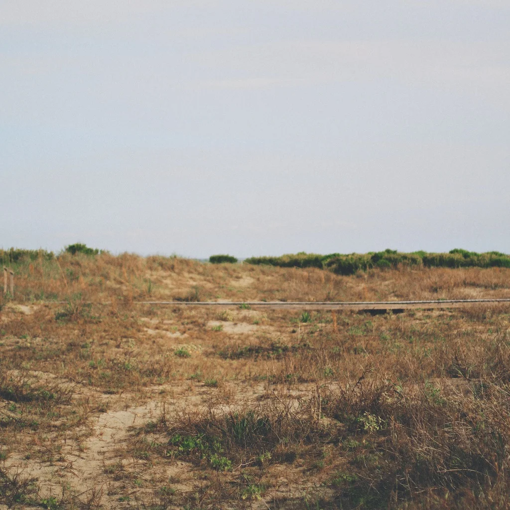coastal dunes