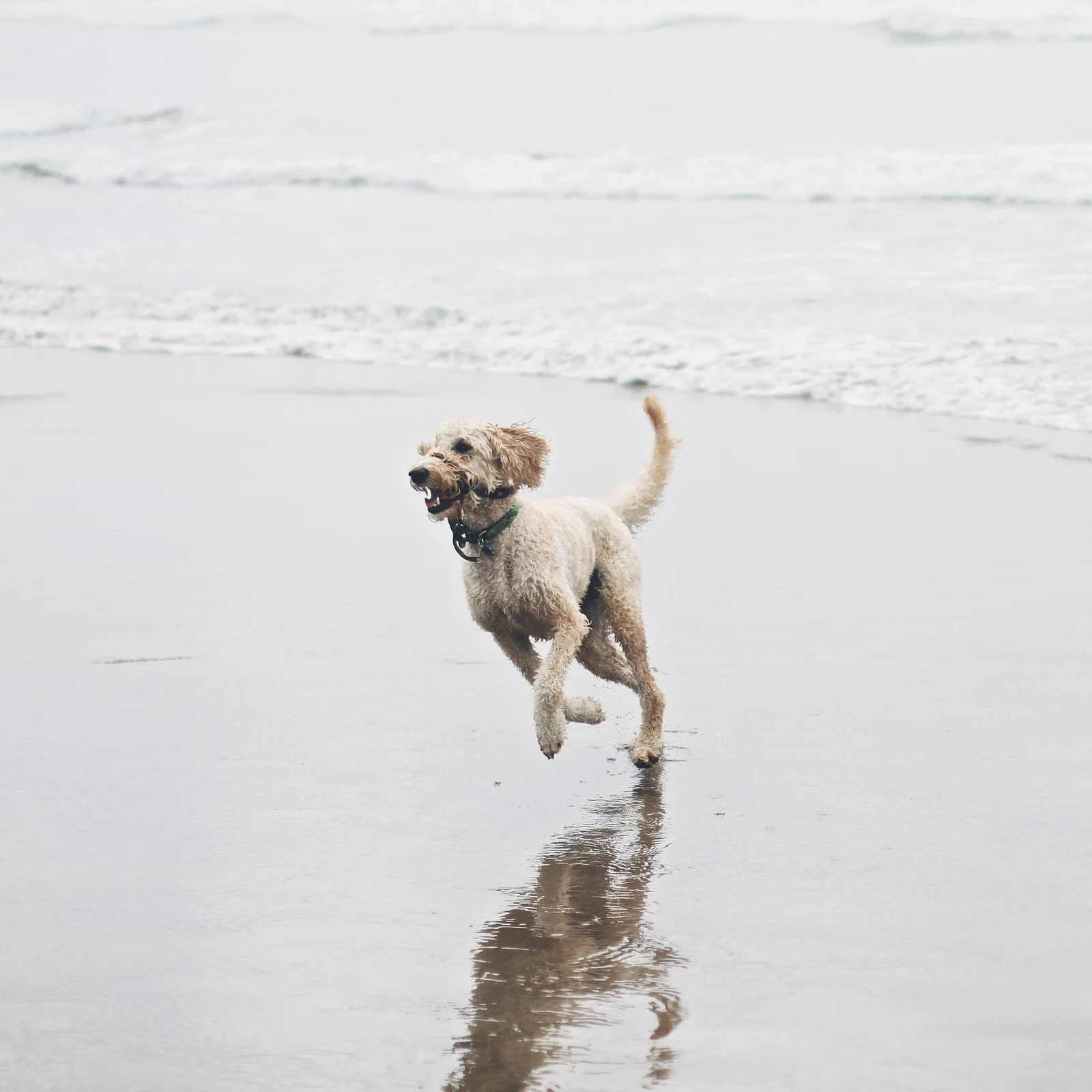 Cannon Beach Dog