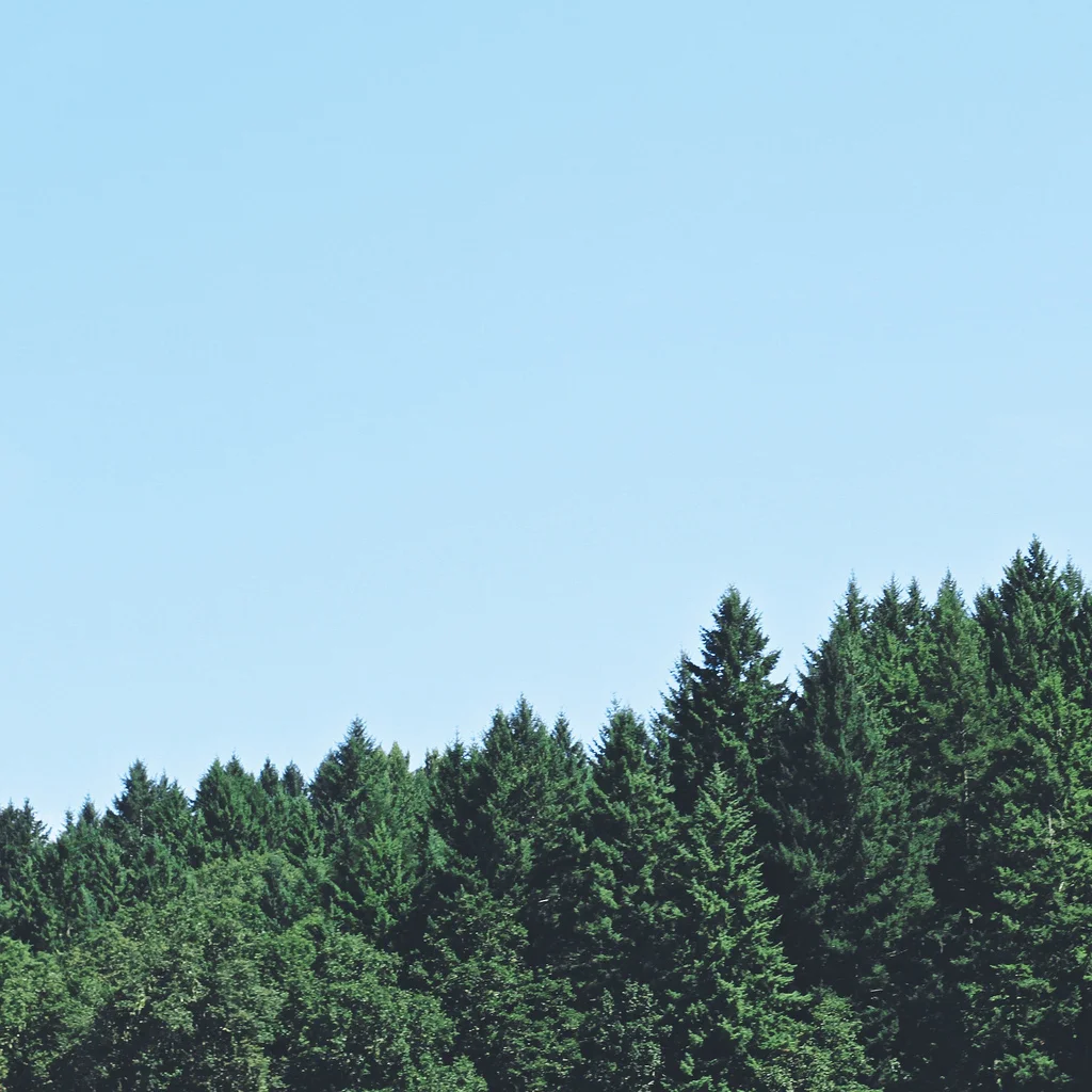 Pines
