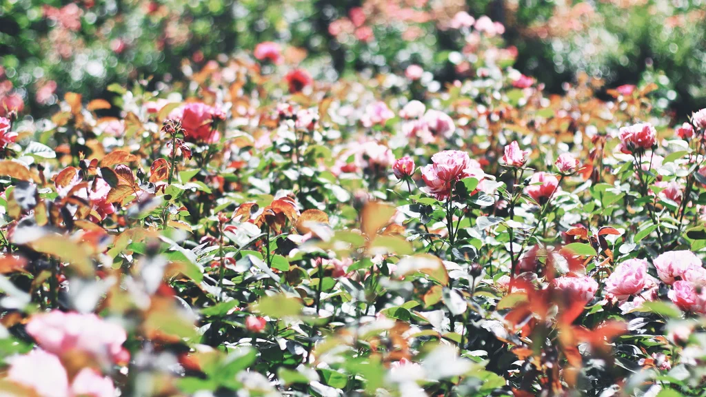 International Rose Garden
