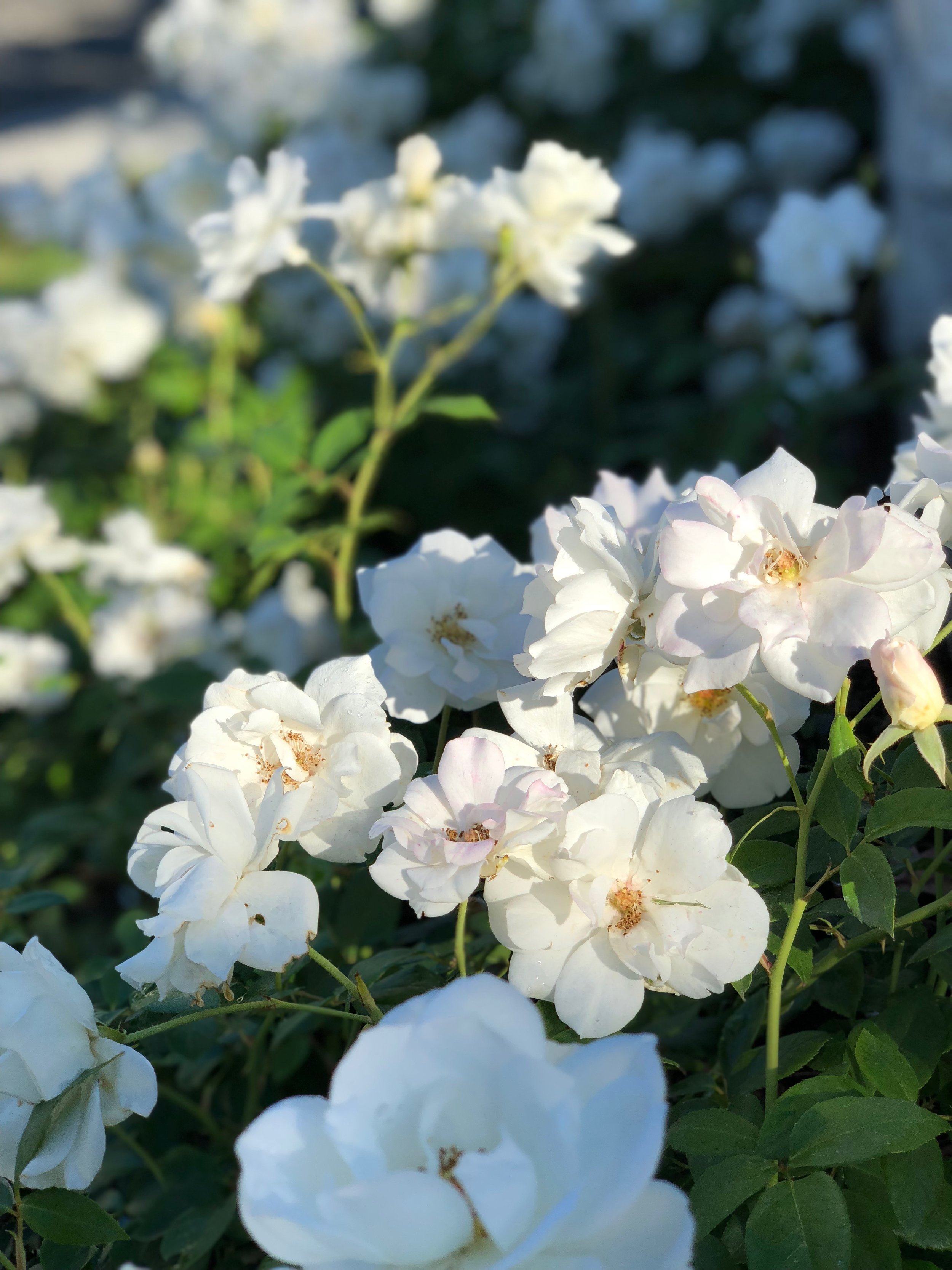 Some flowers with portrait mode.