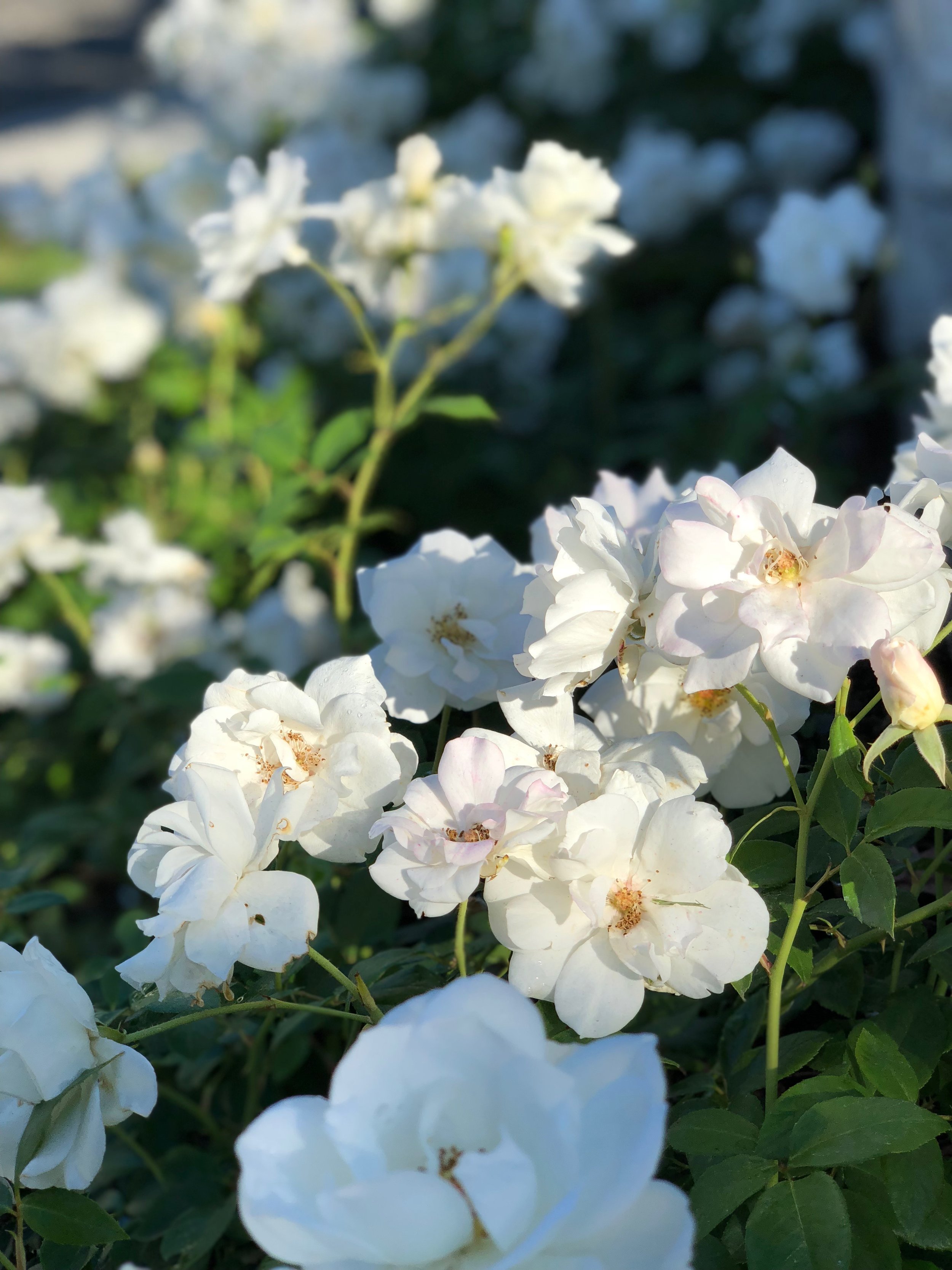  Some flowers with portrait mode. 