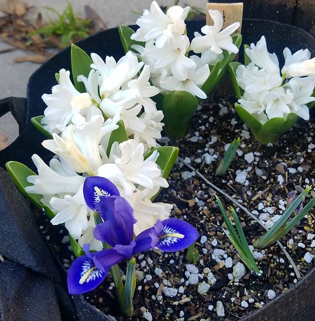 My blue and pink hyacinths are at the end of their run but these ones decided to show up.  Let's just say my backyard smells heavenly right now!