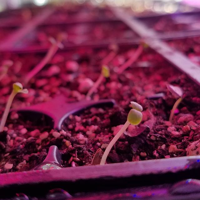 Speedy lil buggers!
Planted Sunday. 
No sign of them yesterday. 
Said hello today!
These will be some lovely zinnias when they grow up.