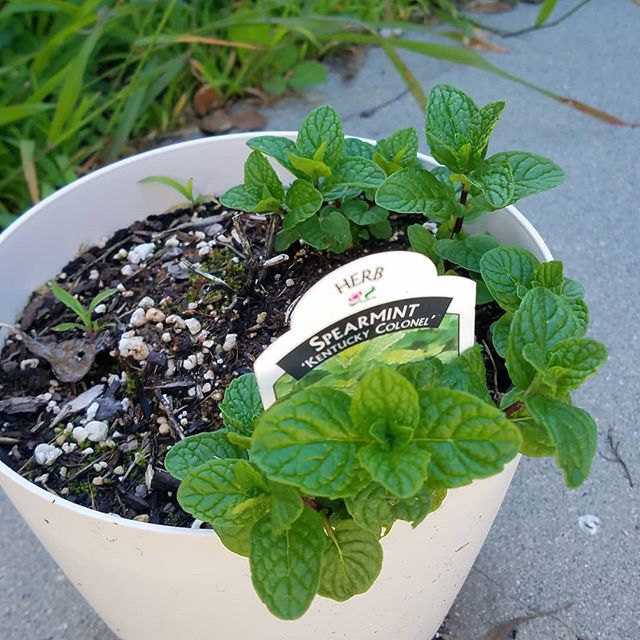 If you think your mint is dead, it isn't. It will come back. And back. And back again. 
And then some more. 
This pot of mint has died a thousand deaths (spider mites be damned) but so far is looking good...