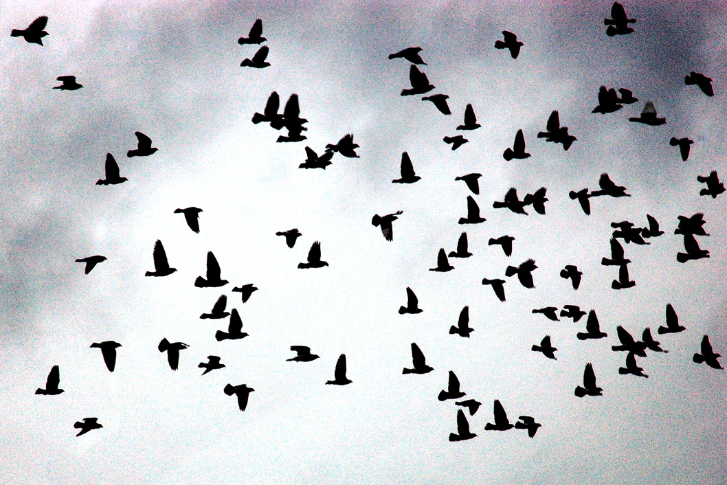 burst-of-birds.jpg