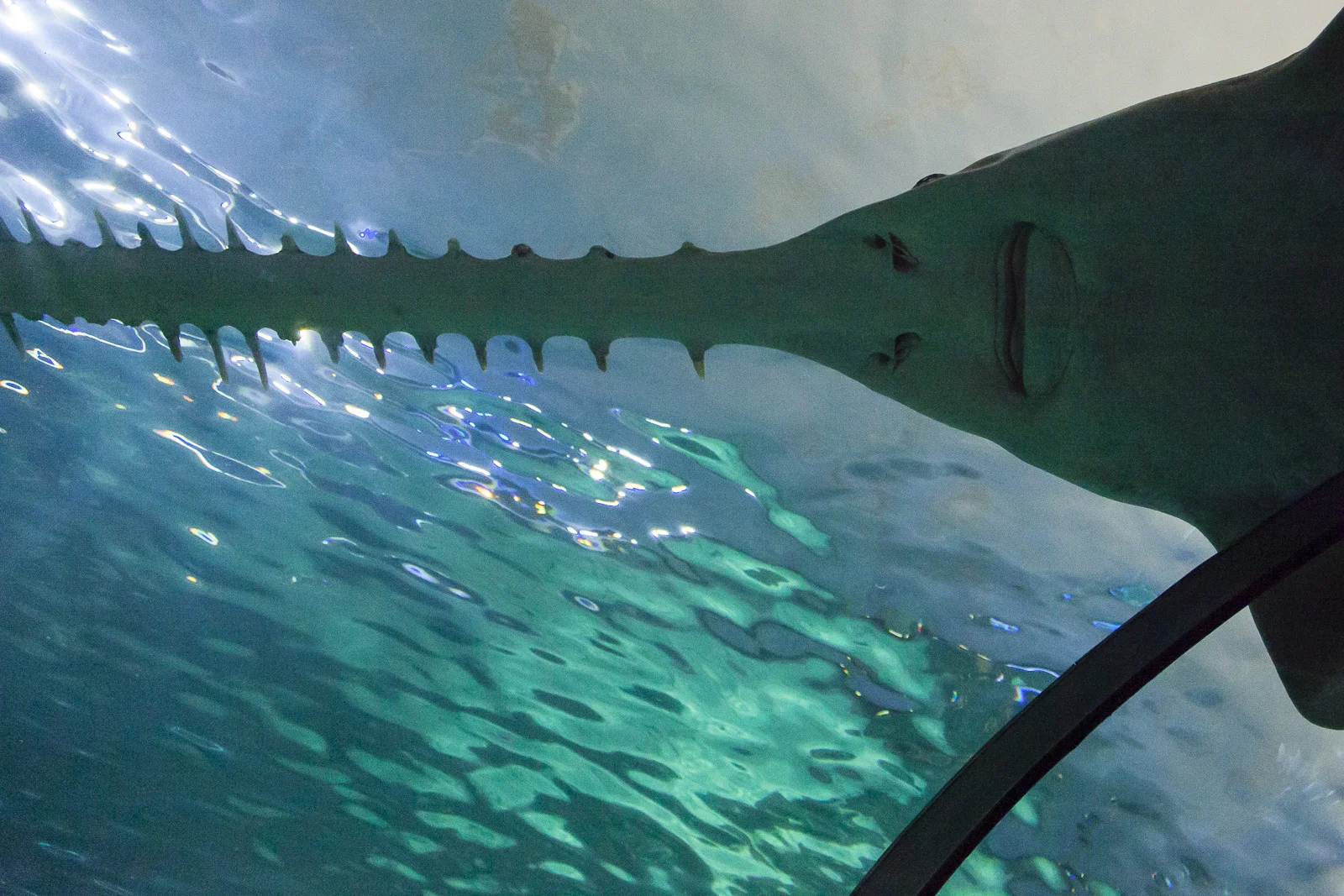 aquarium-011.jpg