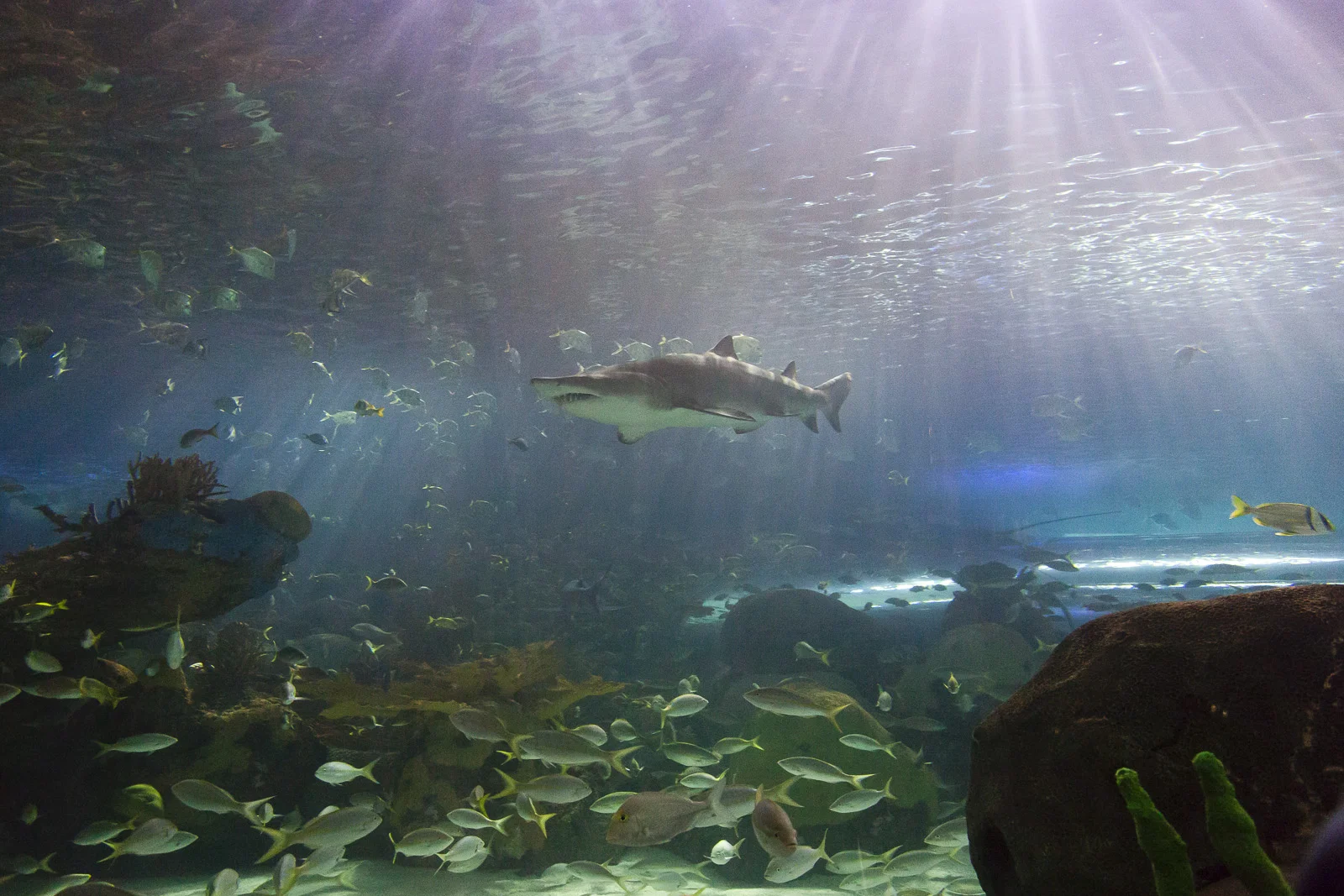 aquarium-012.jpg