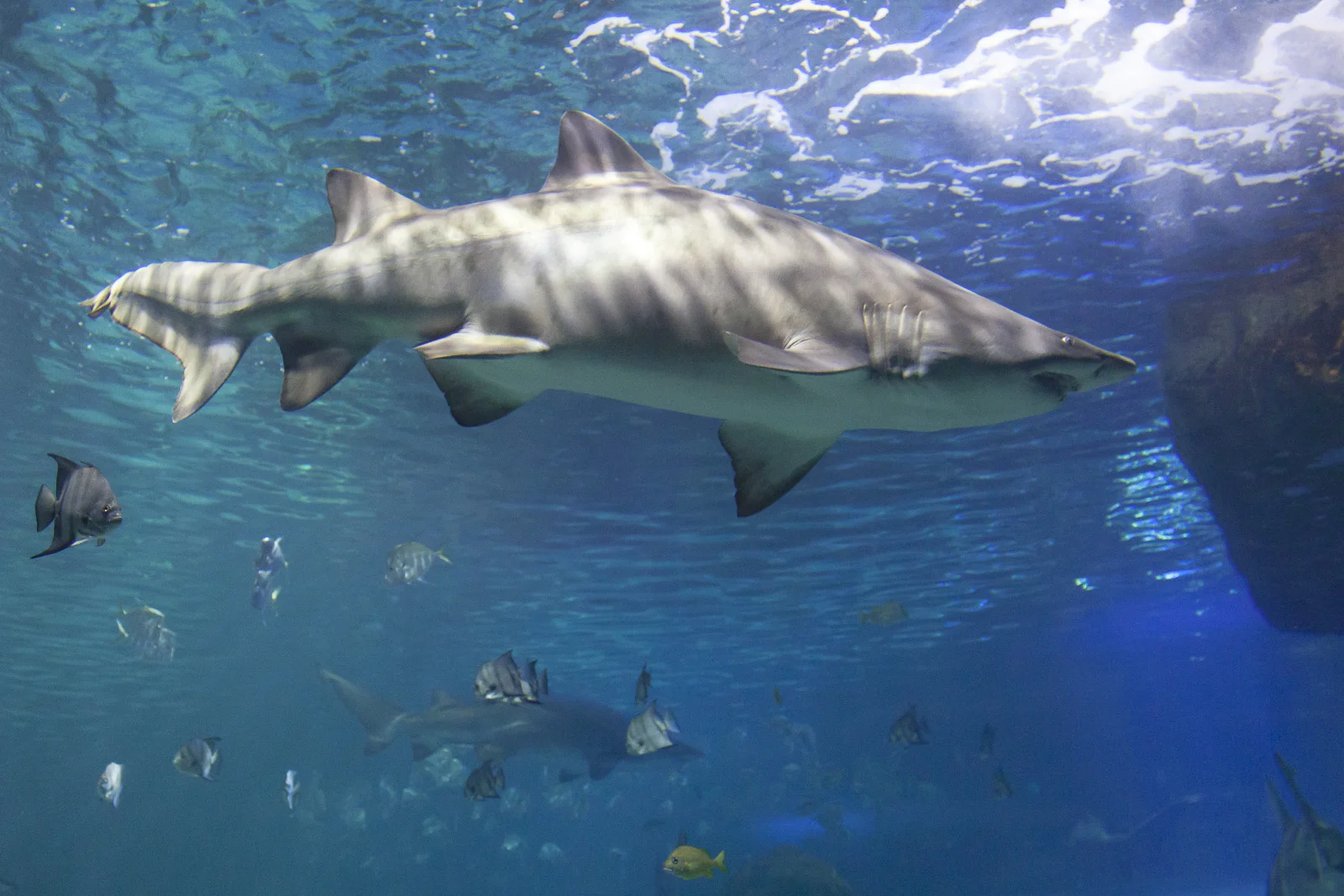 aquarium-015.jpg