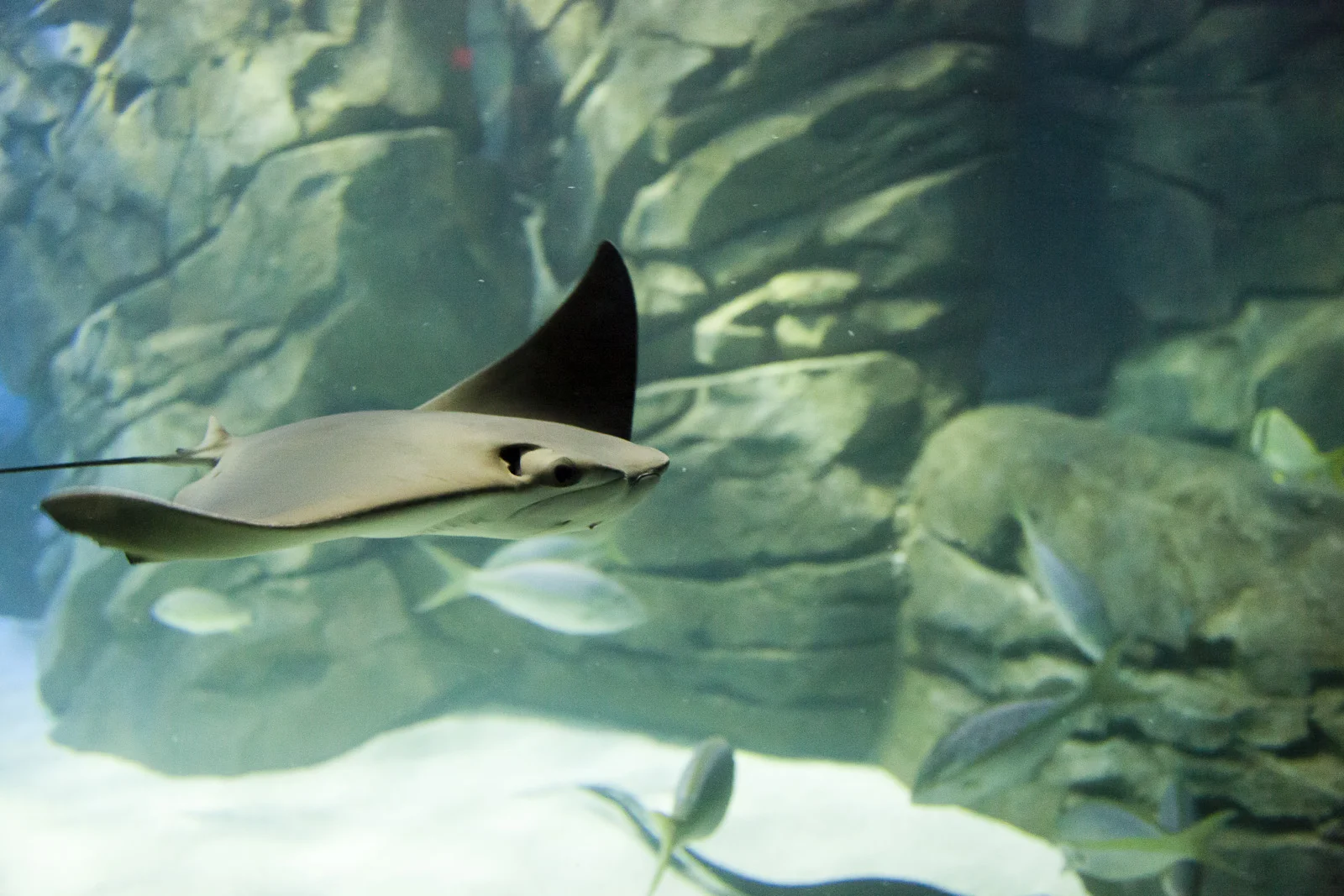 aquarium-023.jpg