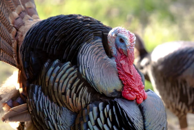 Spring Wild Turkey Season Preview: Season Open Statewide To Residents ...