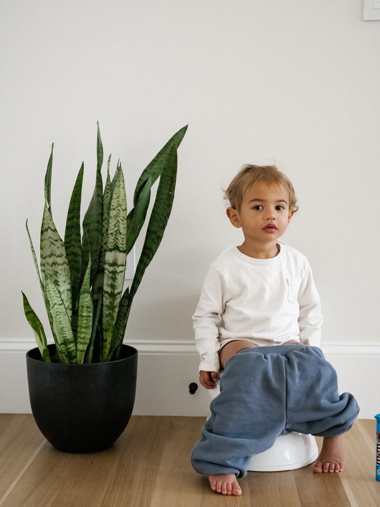 Meet our new potty plant, thanks to Auntie Juju @julezporto_ and @gabedemanche 🪴

Real talk&hellip; we&rsquo;re on day 12 of cuecas (underwear, in Portuguese) which means more than 240 bathroom trips so far this year 😅