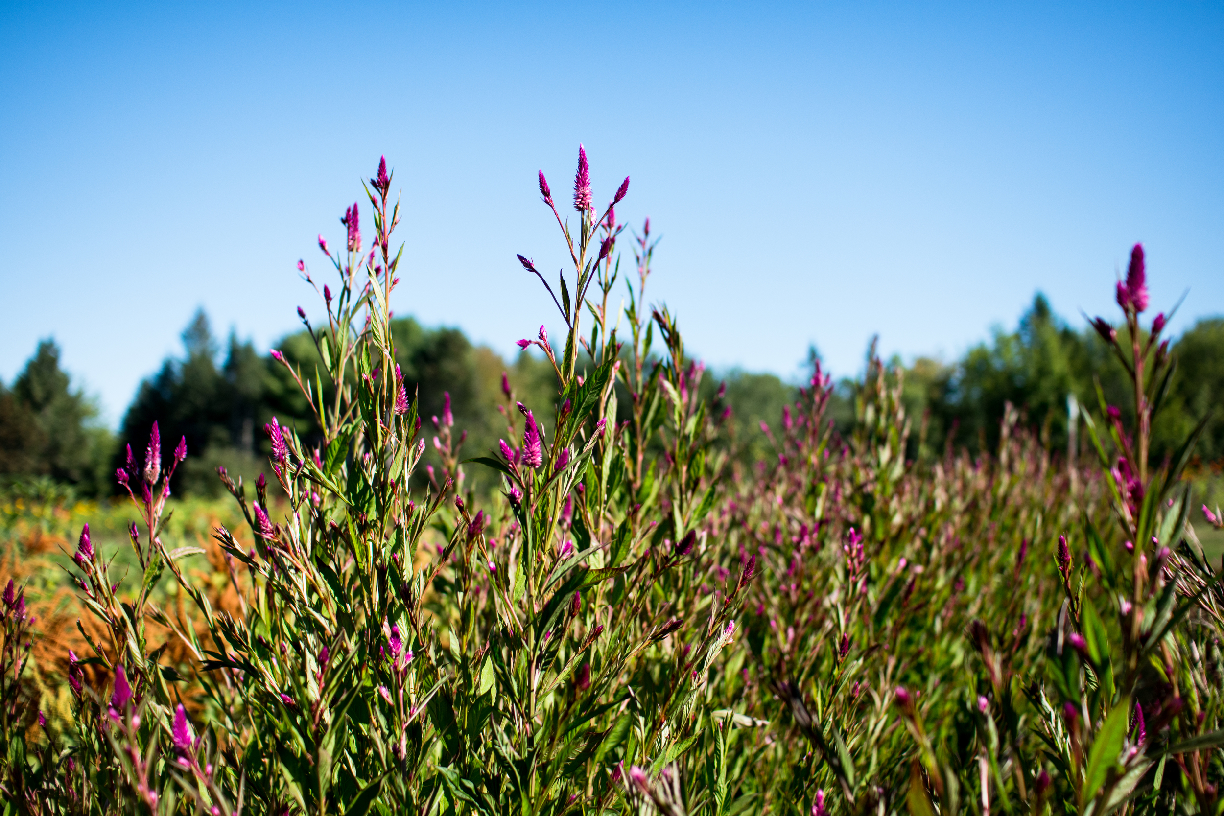 Field Floral Studio-17.jpg