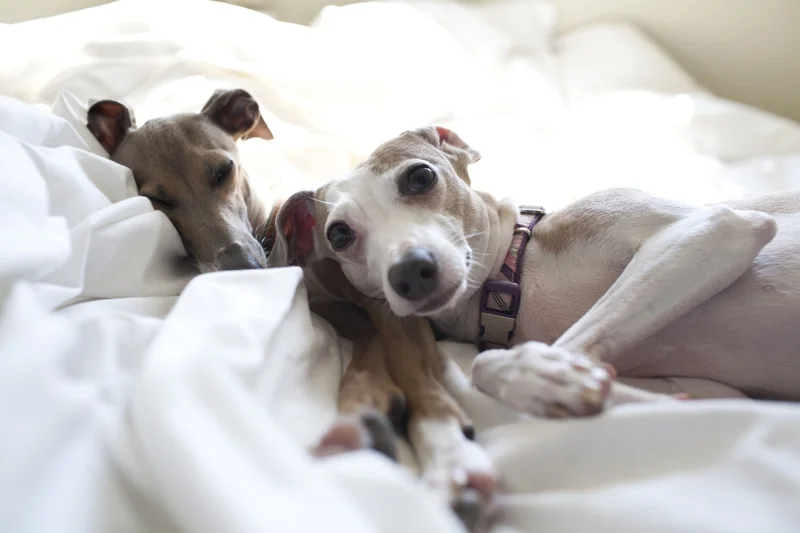 They LOVE to cuddle!