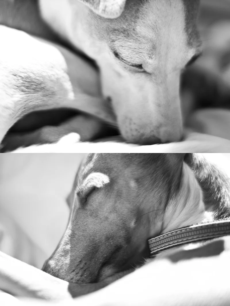 They LOVE to sleep... a lot!