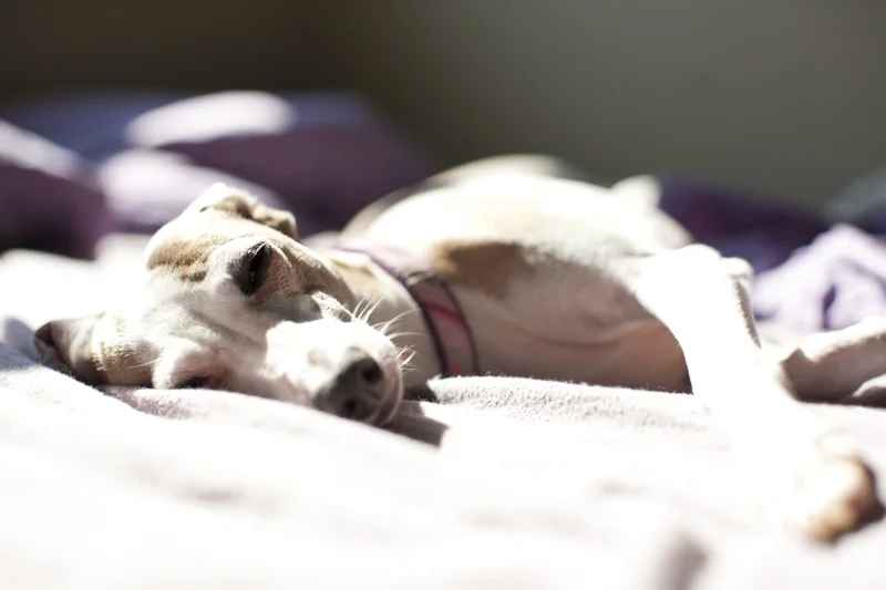They lay in the sun like cats!