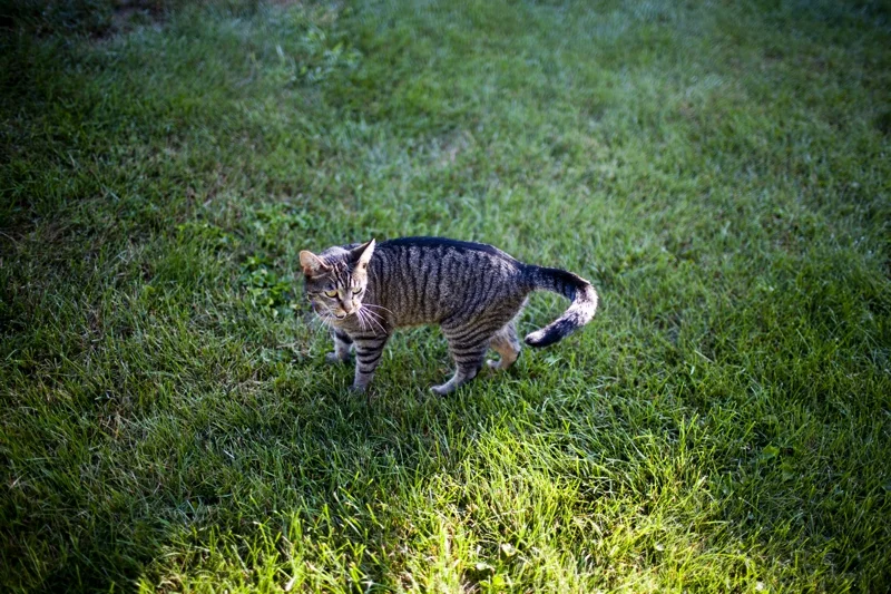 This cute little kitty followed me this morning to the fig tree :) The dogs go nuts when they see this little girl on the porch!