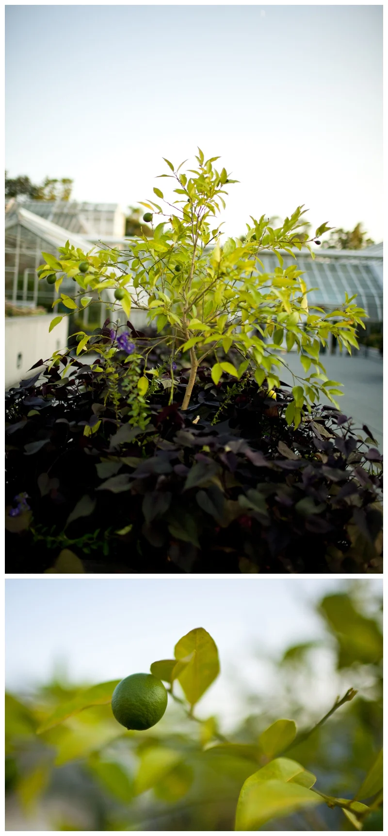 While we were outside, we found little key lime trees, so cute, I'm not gonna lie I wanted to steel one..
