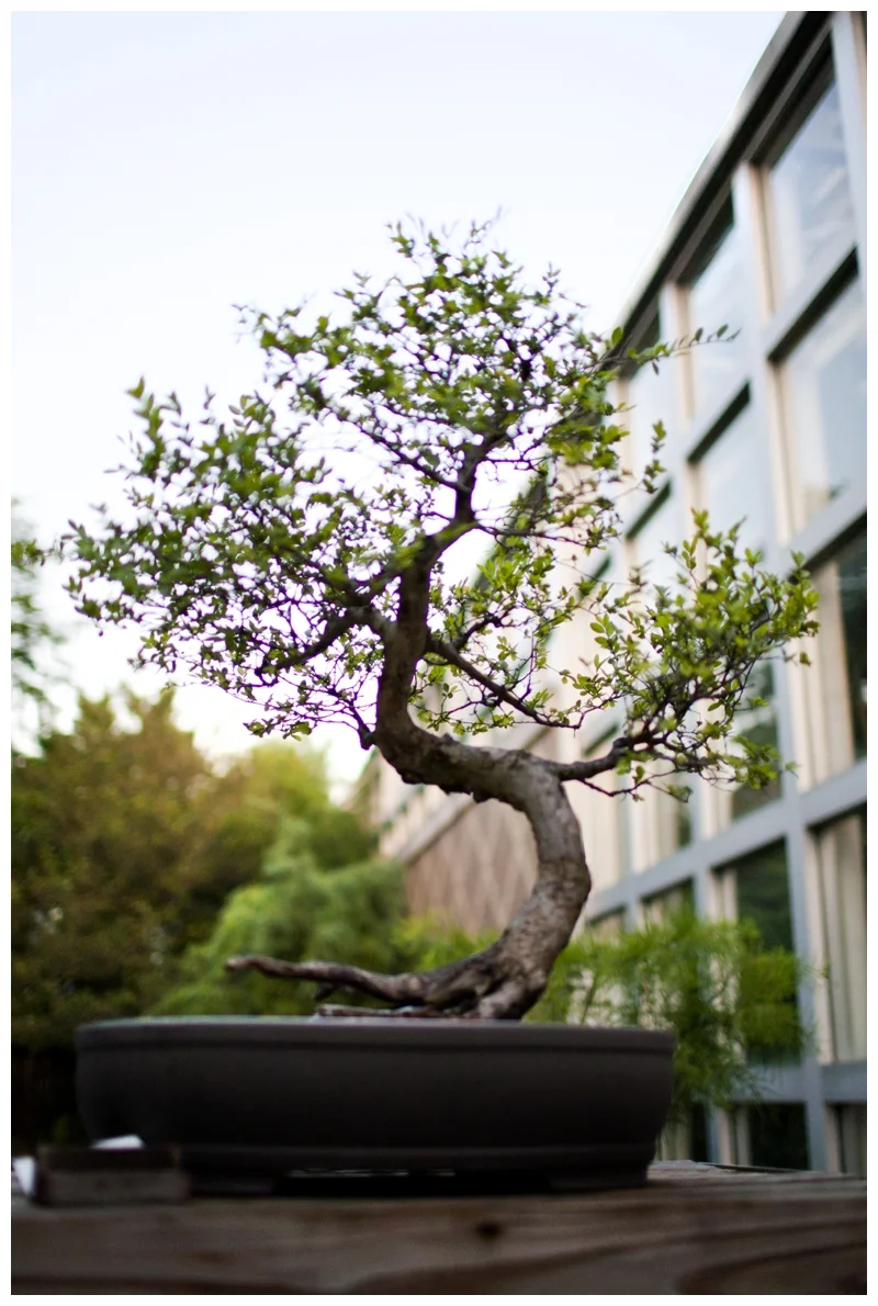 And last but not least, the Bonsai Garden, not for me but they are very cute!