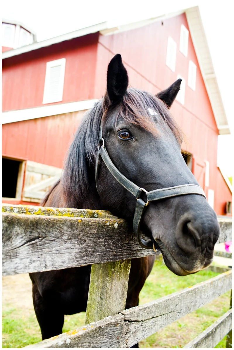 I saw this beautiful horse, but Colton wasn't a fan, I mean to be honest, if I didn't know a horse wouldn't eat me, I wouldn't like them either!