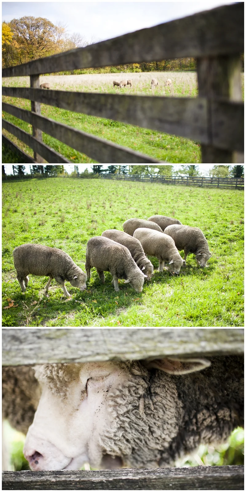 We walked by these guys a few times they look so cute until you touch their hair..like rolling in mud and then spraying yourself with an entire bottle of hairspray! haha none the less, cute!