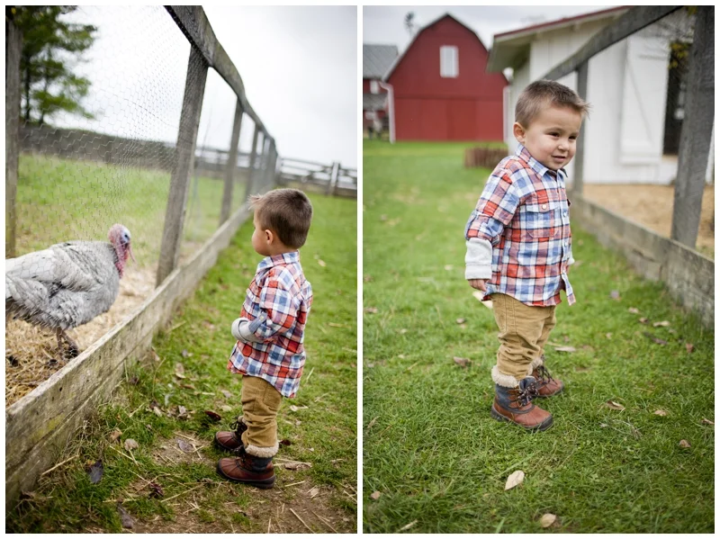 First time meeting his Thanksgiving meal...not a fan! Those turkeys were not nice!