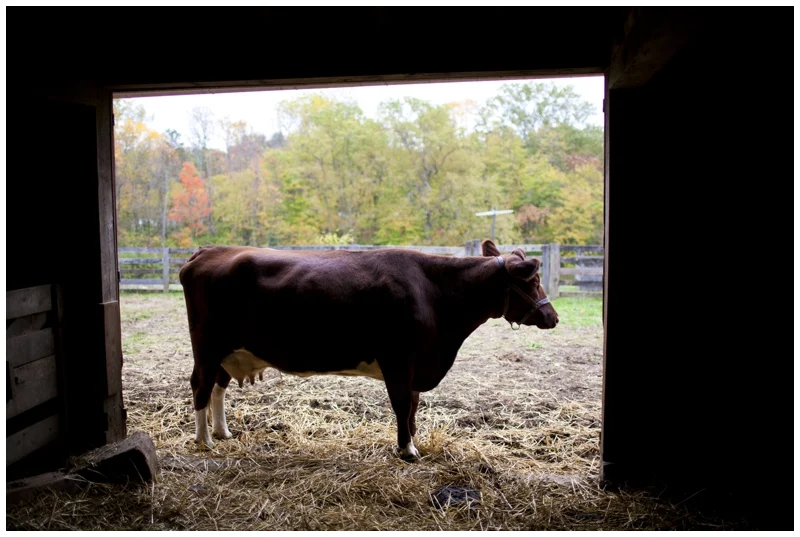 Went inside the barn and waited for the rain to pass...met a cow :)