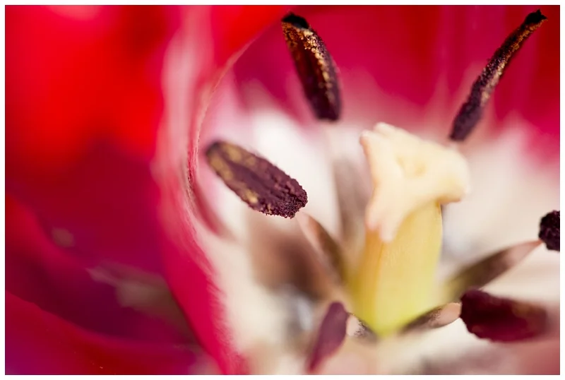 spring macro_0035.jpg