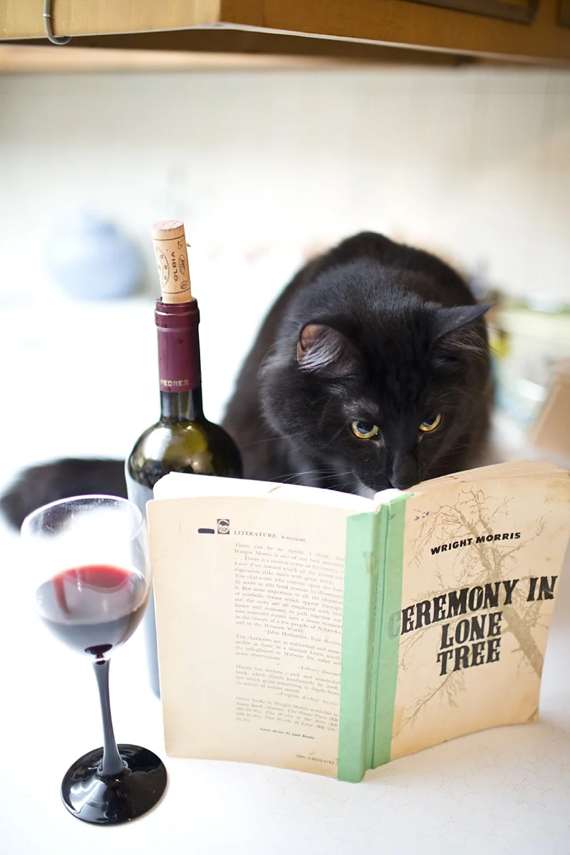 Cat drinking wine and reading.jpg