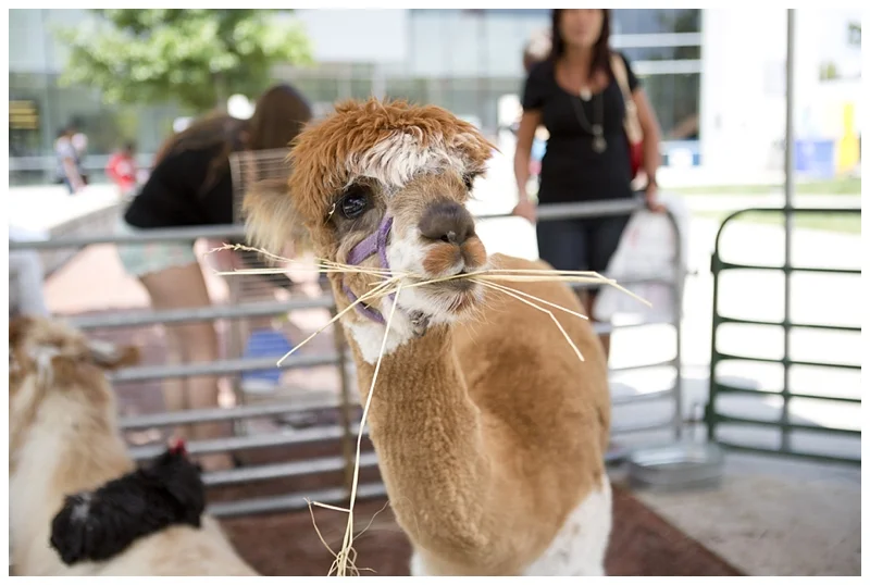 my favorite!!!!!!!!!! I kind of have a not-so-secret obsession with llamas...