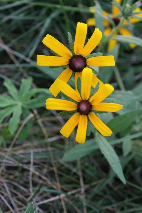 Flowers in Connecticut, United States
