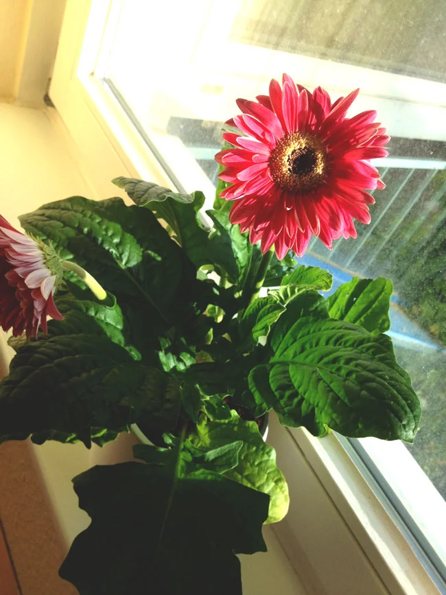 High maintenance flower