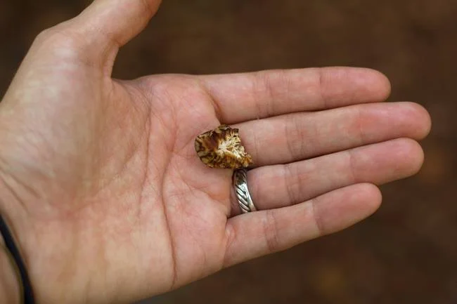 Nutmeg