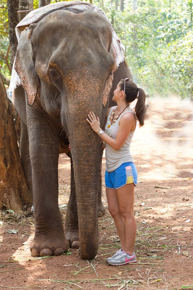 Elephant love in South Goa