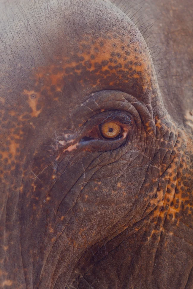 Elephant eye
