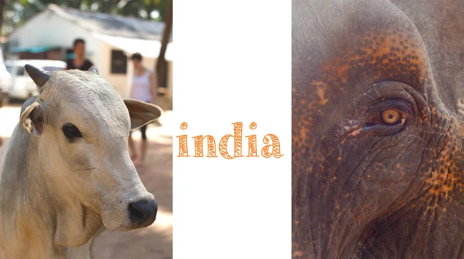 India travel