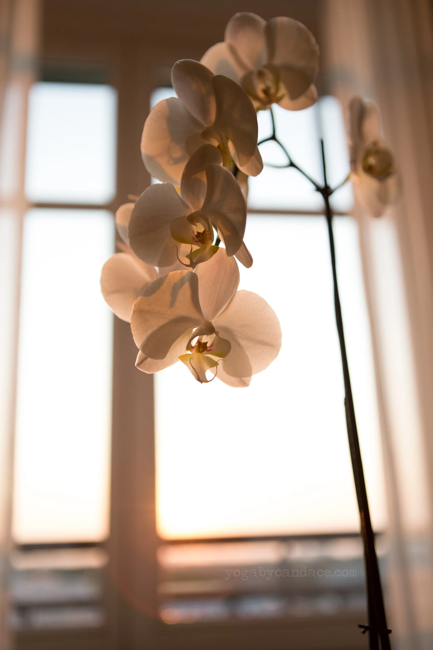 Flowers from my room at sunset