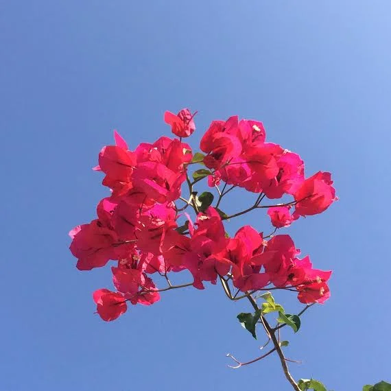Flowers while scouting new retreat venues